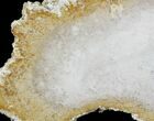 Petrified Palmwood (Palmoxylon) Slab - Texas #22978-1